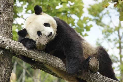 Pairi Daiza - Panda